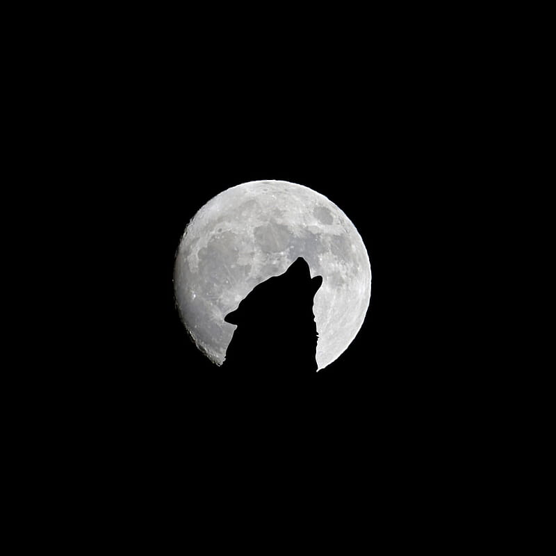 Wolf And Full Moon, Howl, Bw, Silhouette, Night â¢ For You, Moon and White Wolf, HD phone wallpaper